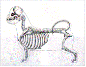 ши-тцу скелет